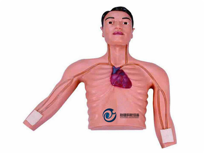 PICC介入训练模型