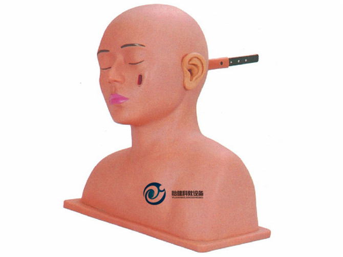 高级耳部冲洗模型