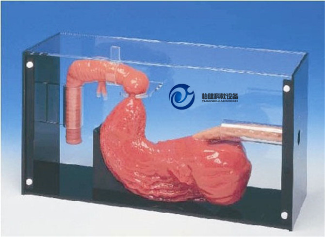 胃镜与ERCP检查训练模型