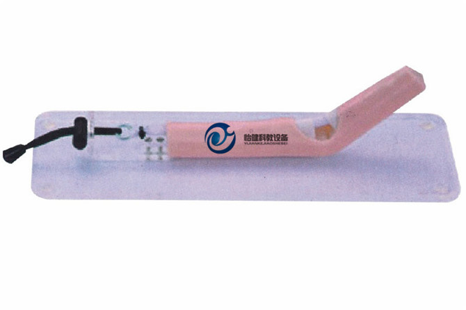 肌腱修复训练模型