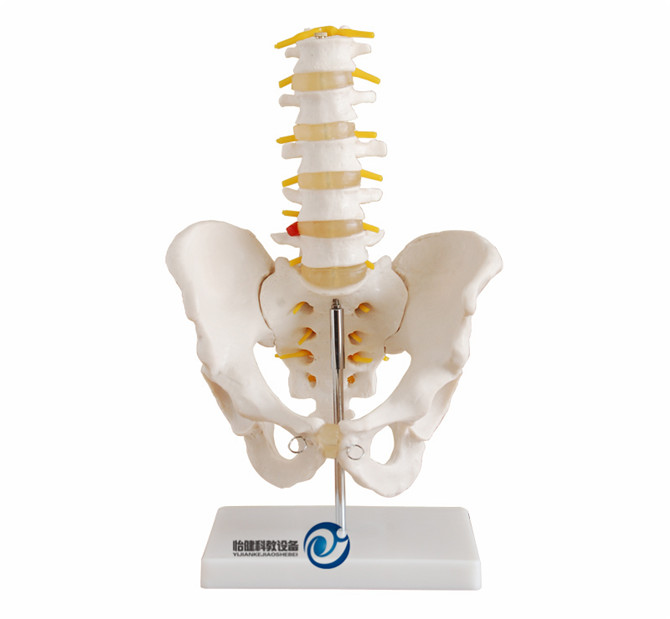 自然大骨盆带五节腰椎模型