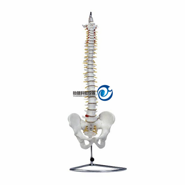 自然大脊椎模型