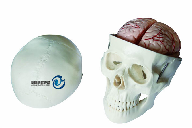 头骨带8部分脑动脉模型