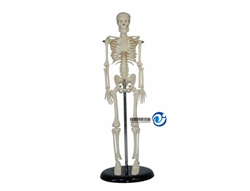 人体骨骼模型42CM