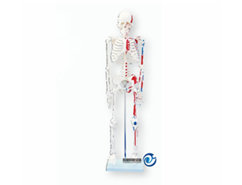 人体骨骼附肌肉着色模型85CM