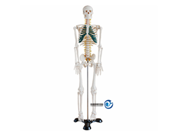人体骨骼带神经模型85CM