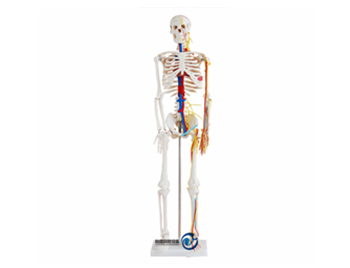 人体骨骼带心脏与血管模型85CM