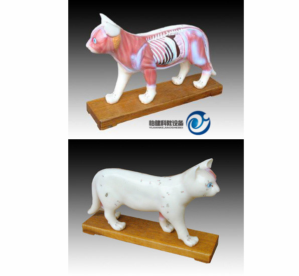 猫体针灸模型