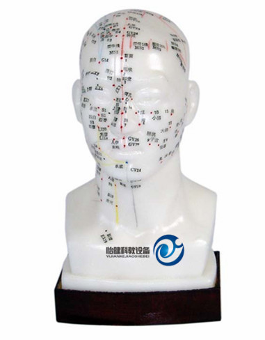 自然大头针灸模型