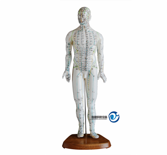人体针灸模型46CM