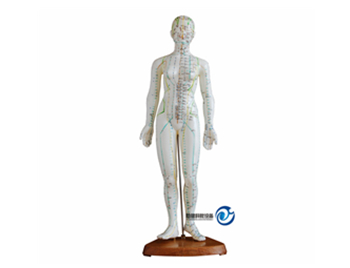 人体针灸模型48CM（女性）