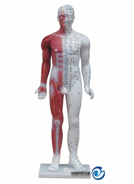 十四经穴模型