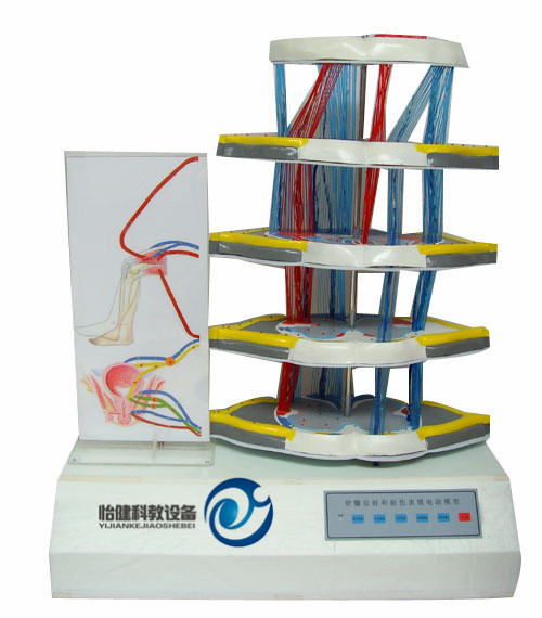 脊髓反射与损伤表现电动模型