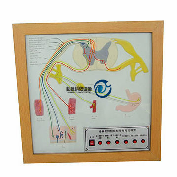 脊神经的组成和分布电动模型