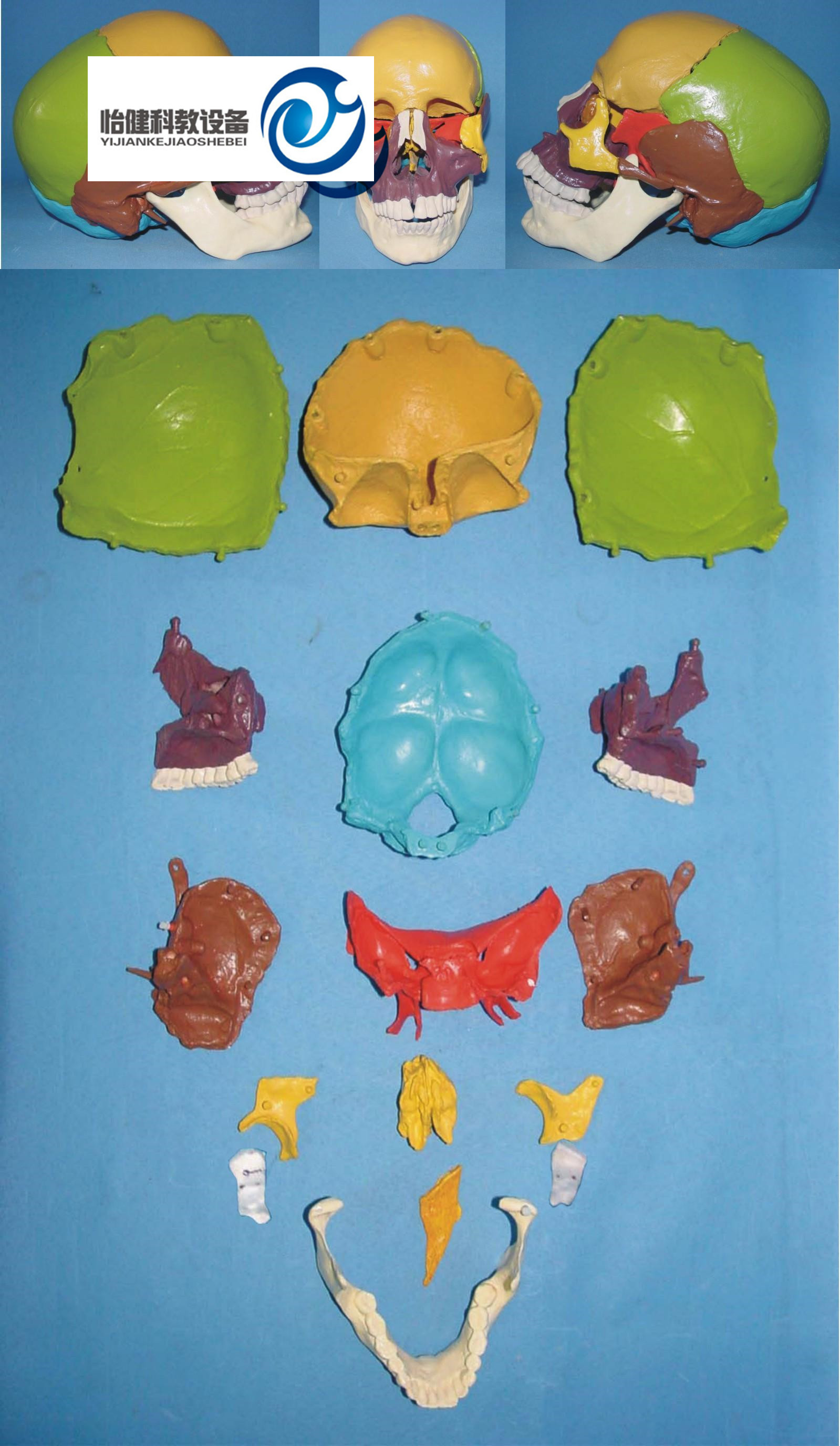 分离头颅骨散骨模型