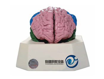 大脑分叶模型