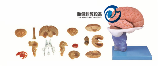 脑解剖模型