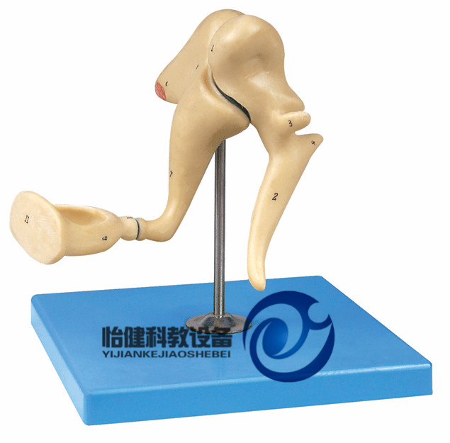 内耳迷路放大模型