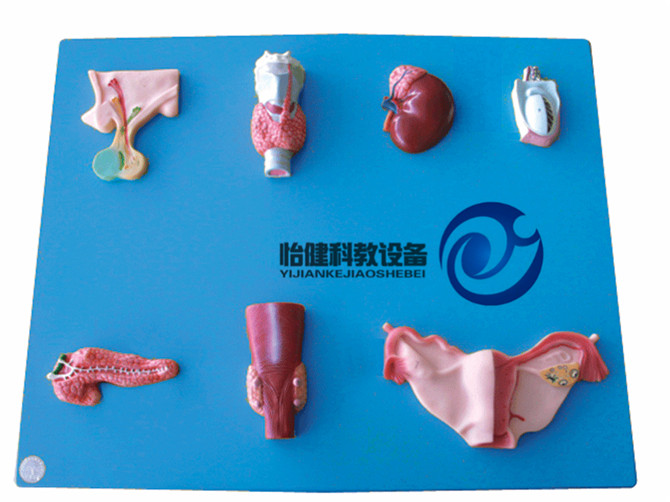 人体内分泌器官模型