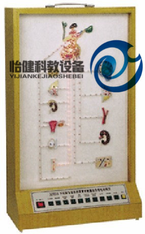 下丘脑与垂体激素对靶器官作用电动模型