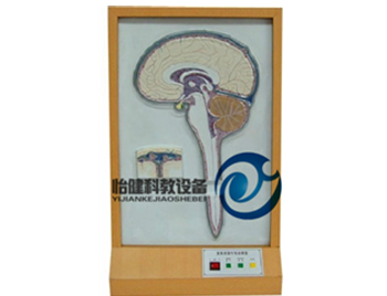 脑脊液循环电动模型