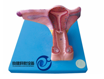 女性内生殖器官模型