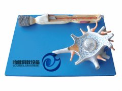 神经元放大模型