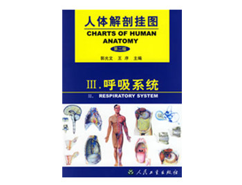 呼吸系统挂图