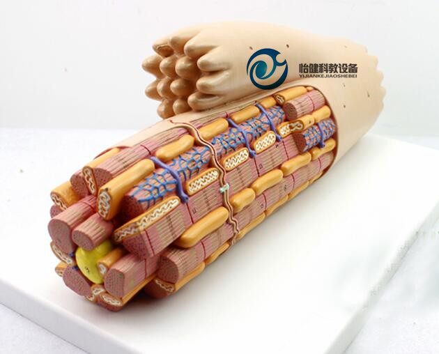 平滑肌解剖放大模型