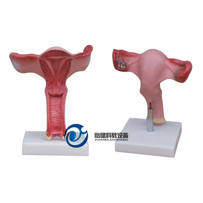 子宫放大模型