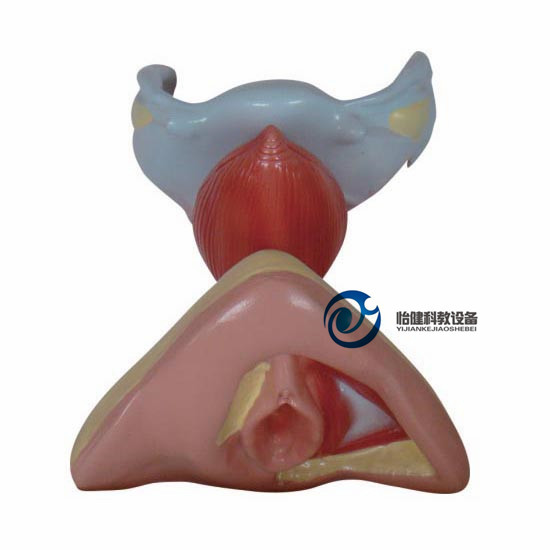 女性内外生殖器模型