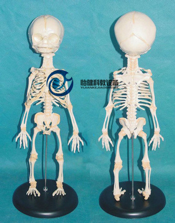 胎儿骨骼模型