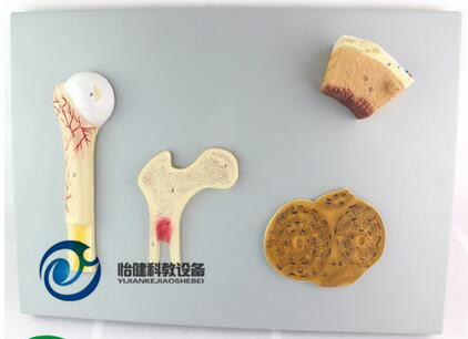 骨的构造模型