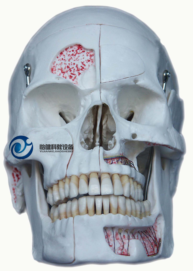 仿真头颅模型（10部分）