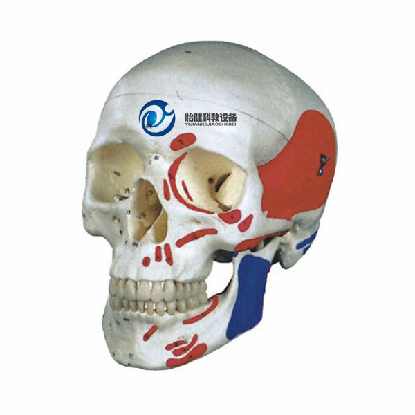 自然大头颅骨肌肉着色模型