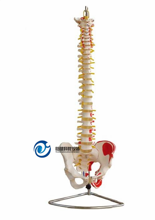 自然大脊椎带骨盆附肌肉着色模型
