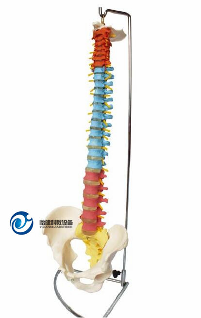 彩色自然大脊椎带骨盆模型