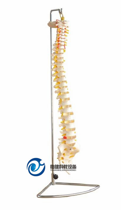 脊柱模型