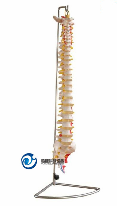 脊柱附肌肉着色模型