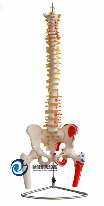 自然大脊椎附骨盆和半腿骨附肌肉着色模型