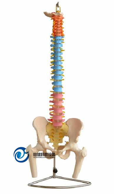 彩色自然大脊椎附骨盆和半腿骨模型