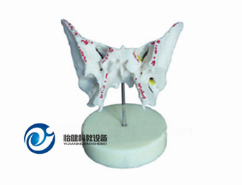 蝶骨模型