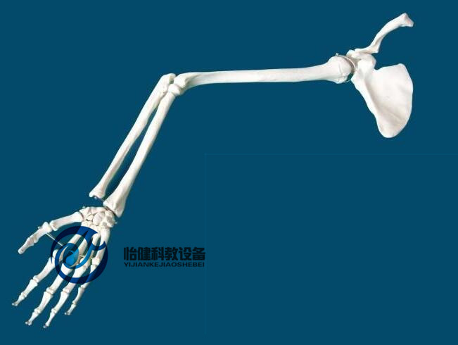 手臂骨、肩胛骨、锁骨模型