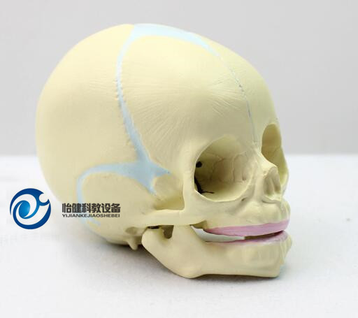 胎儿颅模型