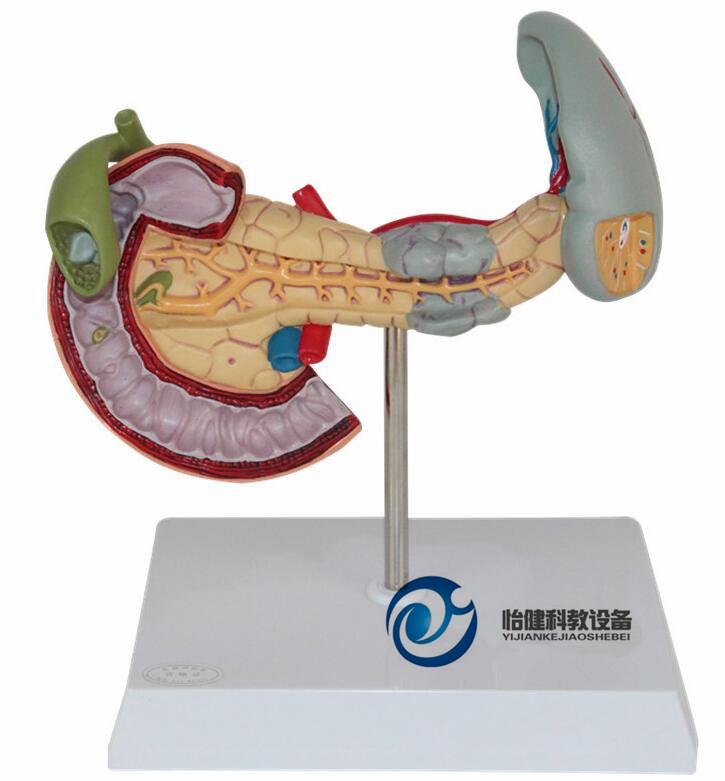胰、脾、十二指肠病变模型