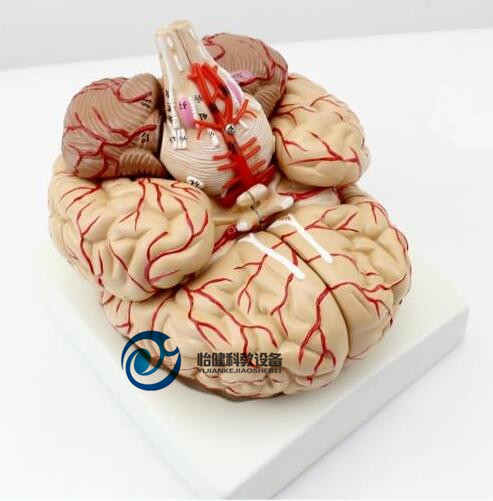 带脑动脉和神经脑模型