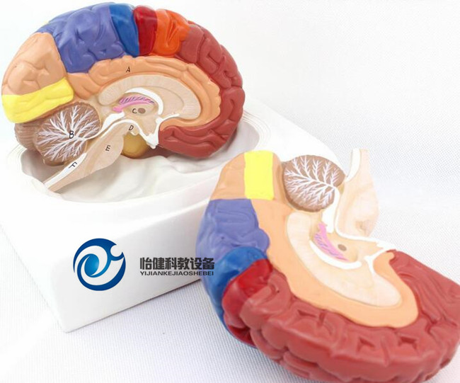 大脑功能分区模型