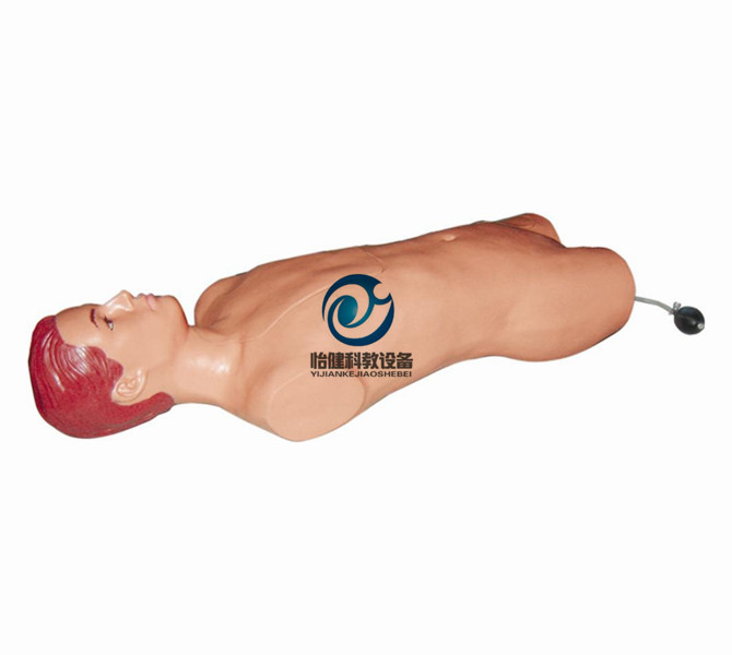 股动脉穿刺模型