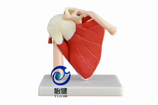 肩关节带肌肉模型